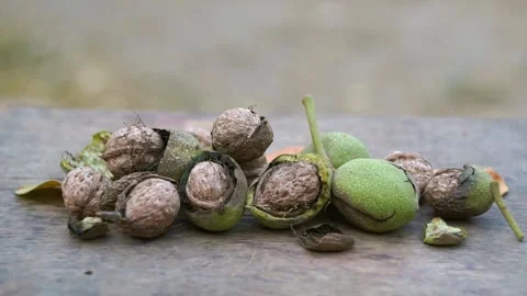 The nuts that fell from the tree are piled up on the ground. Stock Footage 320038266