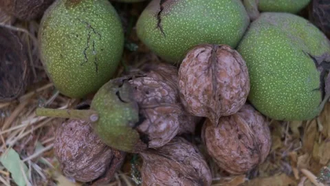 The nuts that fell from the tree are piled up on the ground. Stock Footage 320038350