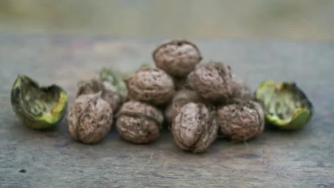 The nuts that fell from the tree are piled up on the ground. Stock Footage 320038375