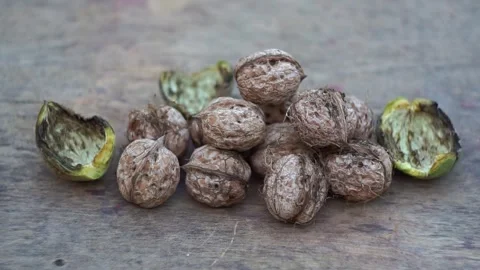 The nuts that fell from the tree are piled up on the ground. Stock Footage 320038377