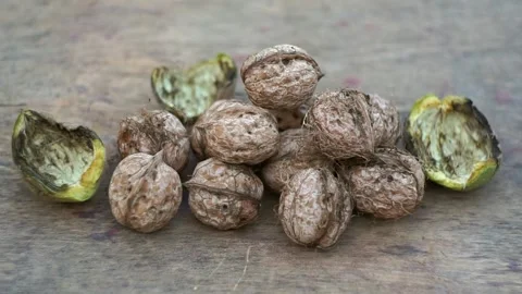The nuts that fell from the tree are piled up on the ground. Stock Footage 320038416