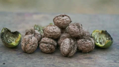 The nuts that fell from the tree are piled up on the ground. Stock Footage 320038435