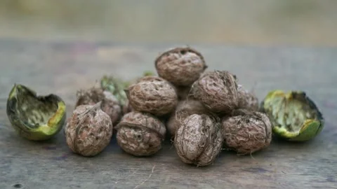 The nuts that fell from the tree are piled up on the ground. Stock Footage 320038436