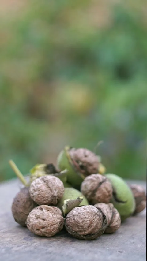The nuts that fell from the tree are piled up on the ground. Stock Footage 320038471