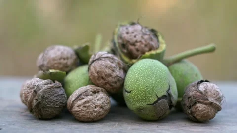 The nuts that fell from the tree are piled up on the ground. Stock Footage 320038472