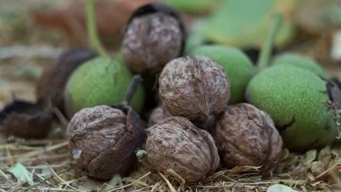 The nuts that fell from the tree are piled up on the ground. Stock Footage 320038523