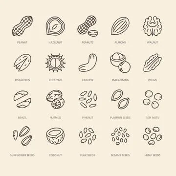 Nuts flat line icons set. Peanut, almond, chestnut, macadamia, cashew, pistachio Stock Illustration