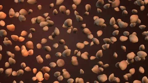 Nuts 库存影片 170623298