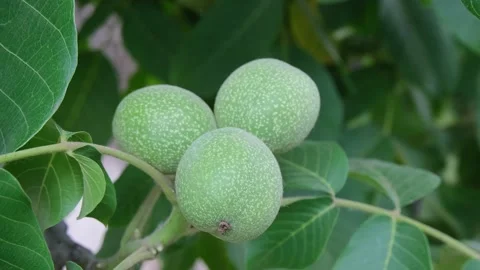 Nuts Stock Footage 197548934