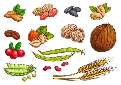 Nuts, grain, berries vector sketch elements Stockillustratie