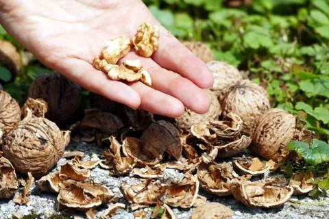 Nuts in hand Stock Photos