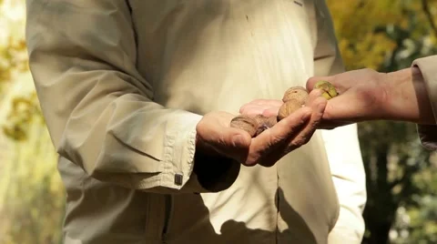 Nuts In The Hands Video stock 52560150