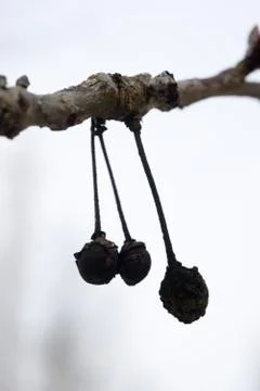 Nuts hanging from branch Stock Photos