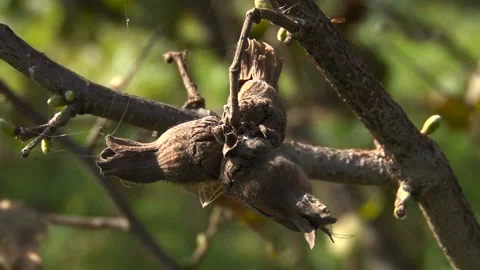 Nuts of hazelnut on a tree. Hazelnuts close-up. Video stock 153817559