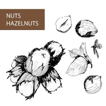 Nuts. Hazelnuts. Stock Illustration