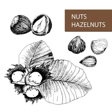 Nuts. Hazelnuts. Stock Illustration