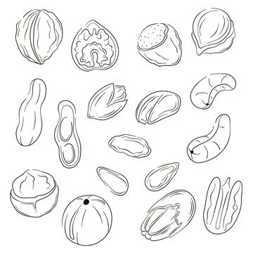 Nuts icons in flat, line art style. Hand drawn logo of hazelnut, pistachio Stock Illustration