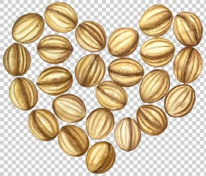 Nuts Stock Illustration