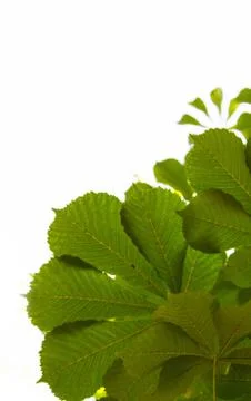 From nuts leaves Stock Photos