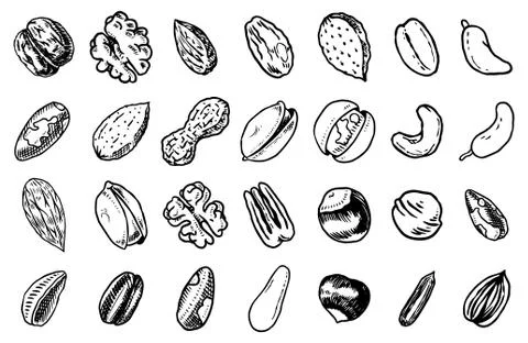 Nuts mix background. Seeds and granule, corn and grain. Hazelnut, Walnut Stock Illustration