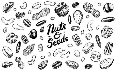 Nuts mix background. Seeds and granule, corn and grain. Hazelnut, Walnut Stock Illustration