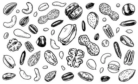 Nuts mix background. Seeds and granule, corn and grain. Hazelnut, Walnut Stock Illustration