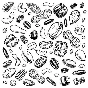 Nuts mix background. Seeds and granule, corn and grain. Hazelnut, Walnut Stock Illustration