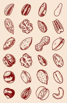 Nuts mix background. Seeds and granule, corn and grain. Hazelnut, Walnut Stock Illustration