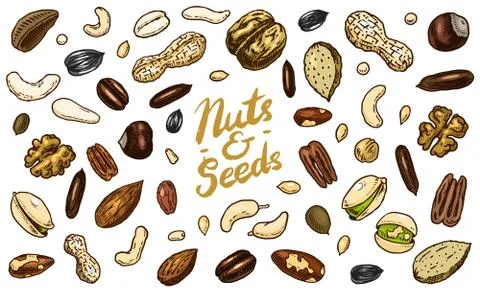 Nuts mix background. Seeds and granule, corn and grain. Hazelnut, Walnut Stock Illustration
