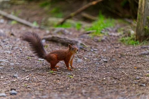 Nuts for nuts Stock Photos