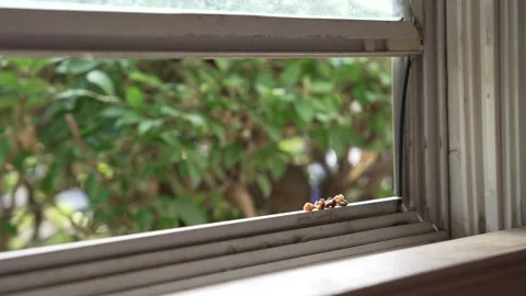 Nuts on Open Windowsill With Hidden Squirrels Moving in Bushes Stock Footage 340836674