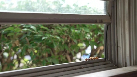Nuts on Open Windowsill With Hidden Squirrels Moving in Bushes Stock Footage 340836909