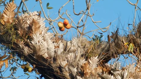 Nuts or berries hang on dry branches in the tropics Stock Footage 123833850