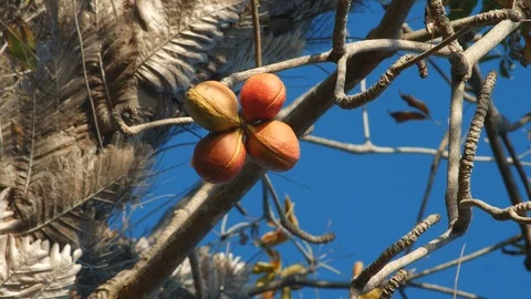 Nuts or berries hang on dry branches in the tropics Stock Footage 123833851