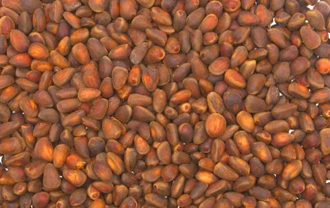 Nuts. Stock Photos