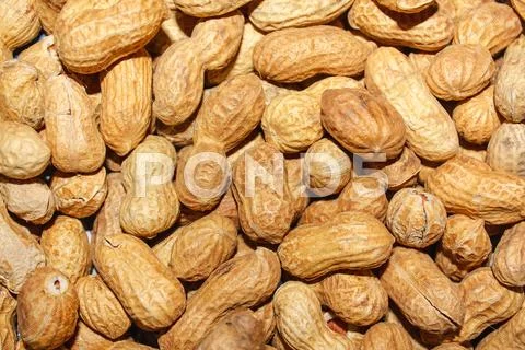 Nuts Stock Photos