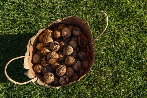 Nuts picked from a tree in a bag Stock Photos
