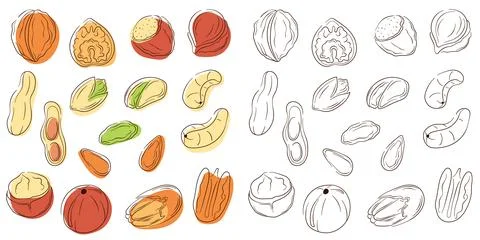 Nuts set in line art style with color. Flat collection of hazelnut, pistachio Stock Illustration