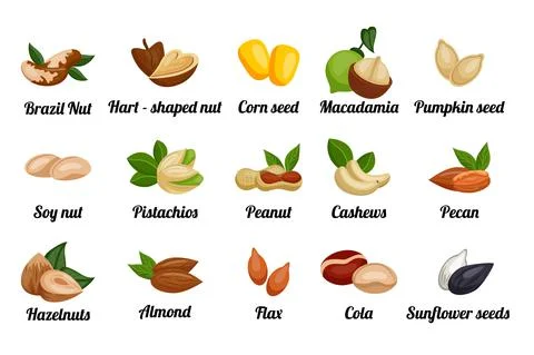 Nuts set. Peanut and almond, pistachio with leaves, cashew and pumpkin seeds, Stock Illustration