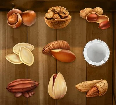 Nuts in the shell. Peanuts, pistachio, hazelnut, cocoa, walnut. Vector icon s Stock Illustration