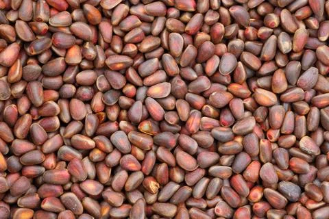 The nuts of the Siberian cedar 스톡 사진