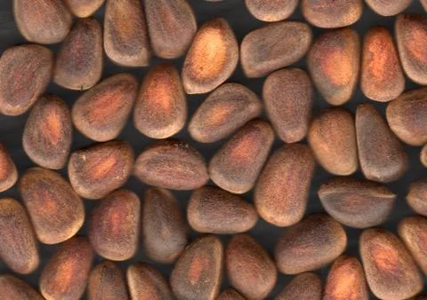 Nuts of siberian cedar pine Stock Photos