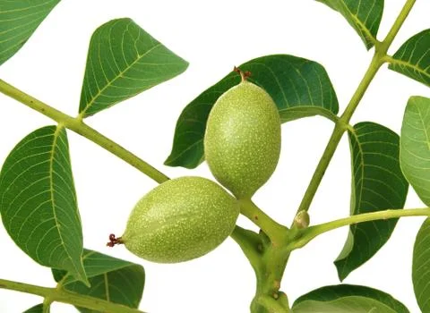 Nuts in the spring isolated on white background Stock Photos