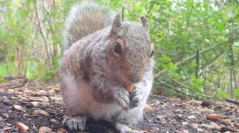 Nuts the Squirrel Stock Footage 48267452