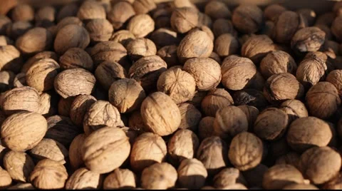 Nuts on sun 库存影片 890645