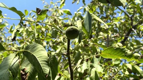 Nuts on the tree, green nuts not yet ripe, walnut tree Stock Footage 320114753