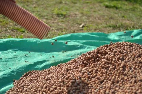 Nuts in the trees are collected in one place by machine Foto stock