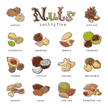 Nuts vector nutshell of hazelnut almond and walnut nutrition illustration set Stock Illustration