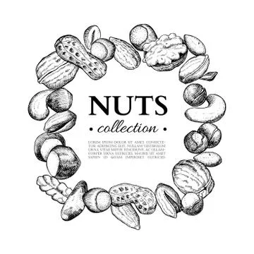 Nuts vector vintage frame illustration. Hand drawn engraved food objects. Stock Illustration