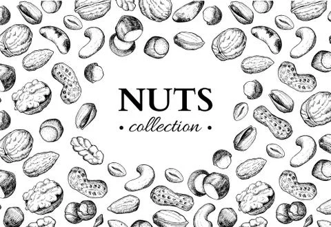 Nuts vector vintage frame illustration. Hand drawn engraved food objects. Stock Illustration
